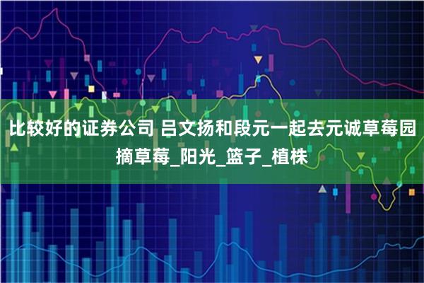 比较好的证券公司 吕文扬和段元一起去元诚草莓园摘草莓_阳光_篮子_植株